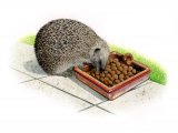 Hedgehog (Erinaceus europaeus) M019