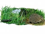 Hedgehog (Erinaceus europaeus) M020