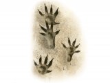 Hedgehog Footprints M021