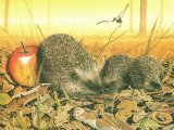 Hedgehog (Erinaceus europaeus) Limited Edition Print M005