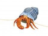 Hermit Crab (Dardanos megistos) OS003