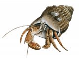 Crab (Hermit) Pagurus bernhardus OS001