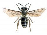 Honey Bee (male) Apis mellifera IN001