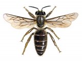 Honey Bee (queen) Apis mellifera IN004
