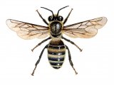 Honey Bee (worker) Apis mellifera IN003