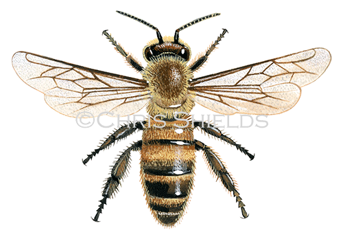 Honey Bee (worker) Apis mellifera IN002