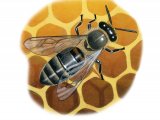 Honey Bee (worker) Apis mellifera IN006