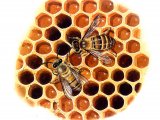 Honey Bee (workers) Apis mellifera IN004