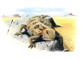R020 - Horned Lizard (Phrynosoma coronatum)