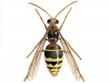 IH085 - Hornet male (Vespa crabro)