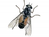Hourglass Horsefly (Hybomitra distinguenda) IN001