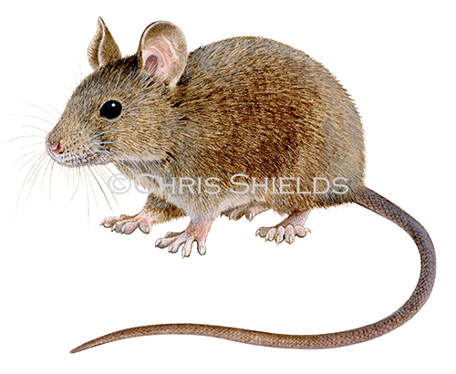House Mouse (Mus musculus) M009