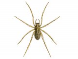 House Spider (Tegenaria gigantea) OS001