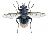 Hoverfly (male) (Criorhina ranunculi) IN001