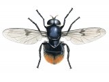 Hoverfly (Volucella bombylans) IN001