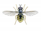 Hoverfly (male) (Chrysotoxum cautum) IN001