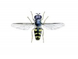 Hoverfly (male) (Dasysyrphus albostriatus) IN001