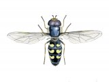 Hoverfly (male) (Scaeva selenitiea) IN001