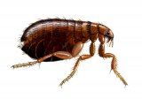 IN132 - Human Flea (Pulex irritans)