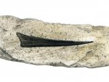 PF027 - Hybodont Shark (Hybodus Fin Spine)