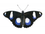 The Great Eggfly (male) Hypolimnas bolina IN001