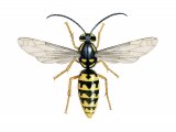 IH067 - German Wasp male (Vespula germanica)