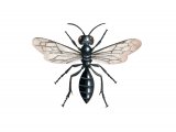IH106 - Wasp (Pemphredon lugubris)
