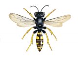 IH111 - Digger Wasp  female (Crabro cribrarius)