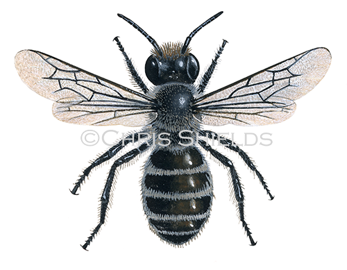 IH121 - Blue Mason Bee (Osmia caerulescens)