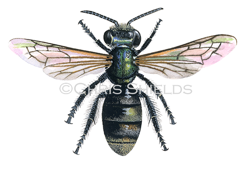 IH122 -  Brassy Mining Bee  (Lasioglossum morio)