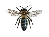 IH126 Communal Mining Bee (Andrena carantonica)