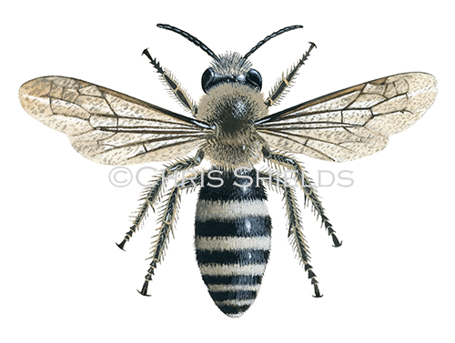 IH127 - Davies Mining Bee (Colletes daviesanus)