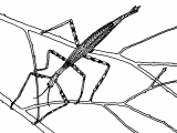 IN152 - Stick Insect (Carausius morosus)