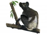 Indris (Indri indri) M001