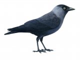 Jackdaw (Corvus monedula) BD0345