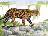 Jaguar (Panthera onca) M001