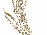 Japanese wireweed (Sargassum muticum) BT0312