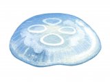 Jellyfish (Moon) Aurelia aurita OS001