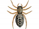 Jumping Spider (Europhrys langigera) OS008