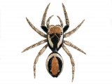 Jumping Spider (Evarcha falcata) OS003