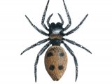 Jumping Spider (Evarcha falcata) OS005
