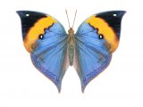Kallima paralekta (Leaf Butterfly) IN001