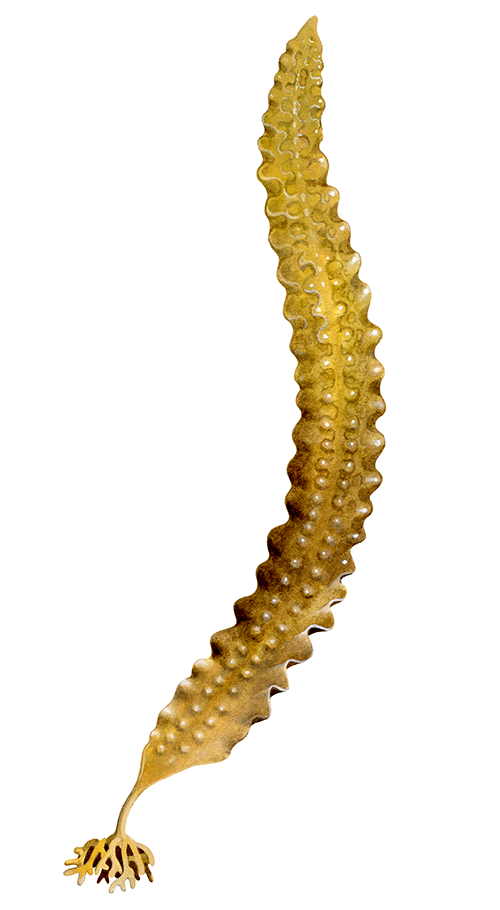 Sugar Kelp (Laminaria saccharina) B012