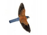 Kestrel male in flight (Falco tinnunculus) BD0519