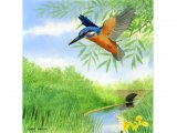 Kingfisher (Alcedo atthis) BD0349