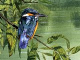 Kingfisher (Alcedo atthis) BD0351