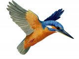 Kingfisher (Alcedo atthis) BD0357