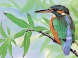 Kingfisher (Alcedo atthis) BD0355