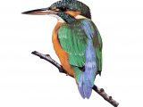 Kingfisher (Alcedo atthis) BD0359
