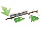 Lackey Moth Caterpillar (Malacosoma neustria) IN001